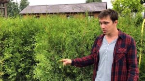 "Садовый Центр № 1" на Новой Риге - живая изгородь из Брабантов всего за 4900 рублей!