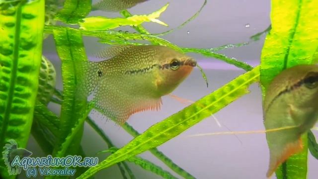 От чего завист окраска жемчужных гурами? смотреть онлайн