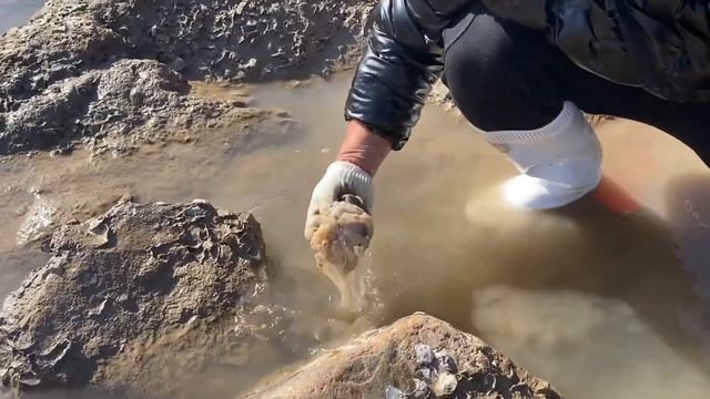 阿生带装备来盘美神坑 ，八爪鳗鱼难直接爆桶！收货满满大赚一笔！【赶海阿生】 смотреть онлайн