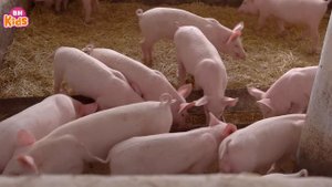 Con gà trống đứng ngóng cổ dài tò tí te ♫ Đàn gà con - Nhạc thiếu nhi con vật vui nhộn cho bé