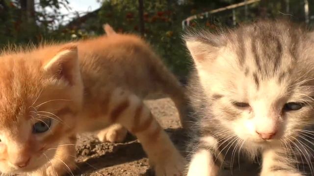 5 вещей которые должен сделать КАЖДЫЙ ШКОЛЬНИК осенью. Лайфхаки для школьников - ASANYA