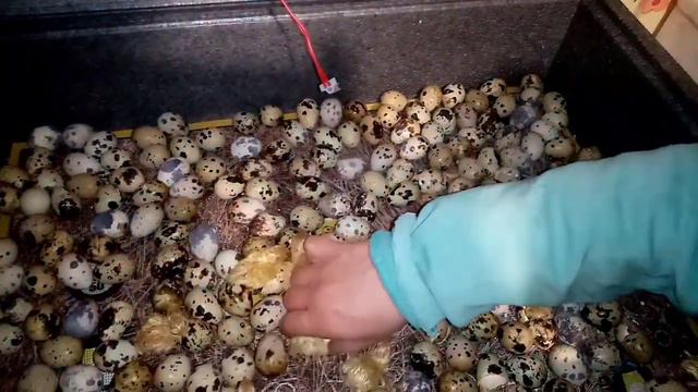 Испытание инкубатора Теплуша PRO. Инкубация без переворота яиц!