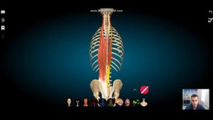 Мышца выпрямляющая позвоночник. Подвздошно реберная мышца. Длиннейшая мышца. Остистая мышца