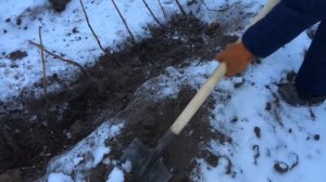 Посадка малины «Зюгана жёлтая» конец ноября!!!