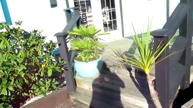 Echeveria grow well in Tofino смотреть онлайн