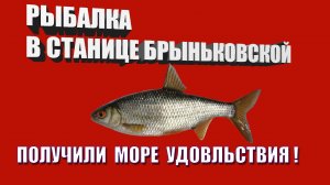 РЫБАЛКА В СТАНИЦЕ БРЫНЬКОВСКОЙ (ТАРАНЬ) /// Рыбалка на кубани /// Выпуск № 9