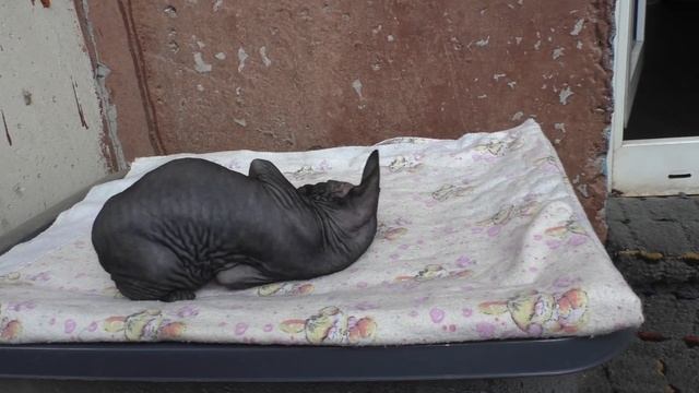 Маленький котенок сфинкс играет сам с собой. смотреть онлайн