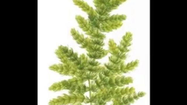 аквариумные растения неприхотливые в уходе смотреть онлайн