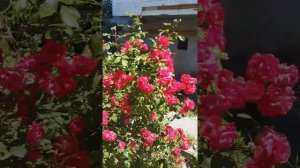 Цветение розы Фламентанц,самая неприхотливая роза,однократка