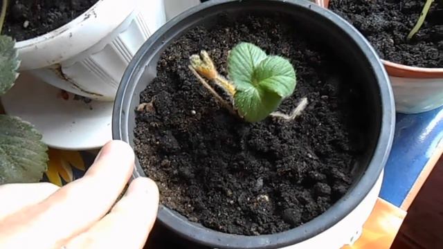 Пеларгония первые всходы. смотреть онлайн