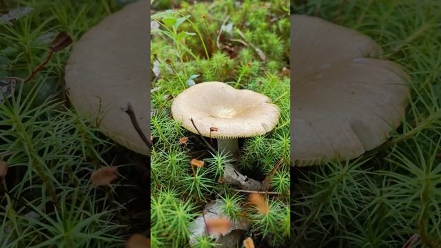 Сыроежка сереющая .Russula  decolorans .