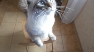 Кот просит вкусняхи/ Невская маскарадная порода