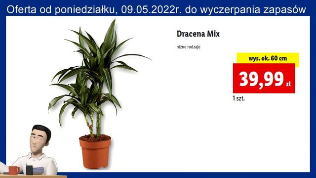 LIDL  Oferta od Poniedziałku 09.05.2022  Kwiaciarnia Lidla