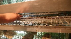 Содержание перепелов на веранде