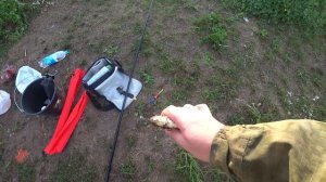 Ловля карасей на поплавок с двух маховых удочек около кувшинок! Fishing today!