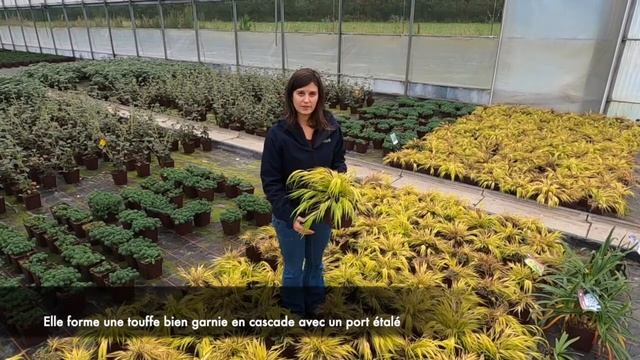 Hakonechloa 'All Gold' смотреть онлайн