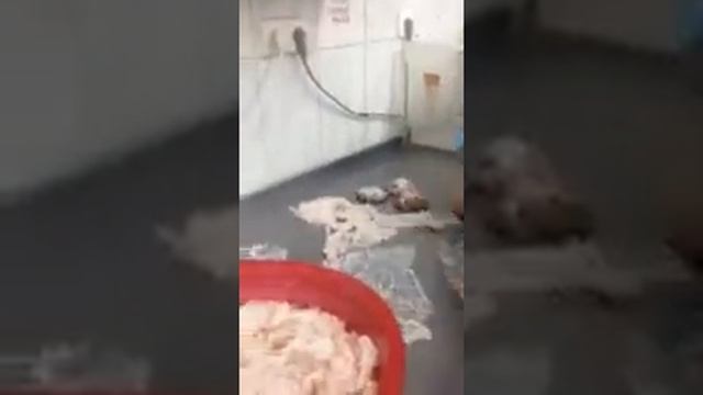 Павлик готовит гречанники. смотреть онлайн