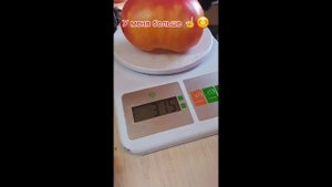 Гном КАЙТИДИД