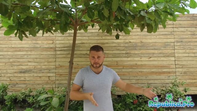 Какая погода в сентябре в Доминикане? смотреть онлайн