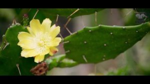 САНАТОРИЙ ИМЕНИ ЦЮРУПЫ   ПЕЙЗАЖИ САНАТОРИЯ