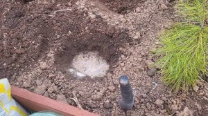 ЧТО НУЖНО ОБЯЗАТЕЛЬНО ПОЛОЖИТЬ В ЛУНКУ ПРИ ПОСАДКЕ КАПУСТЫ 🥬