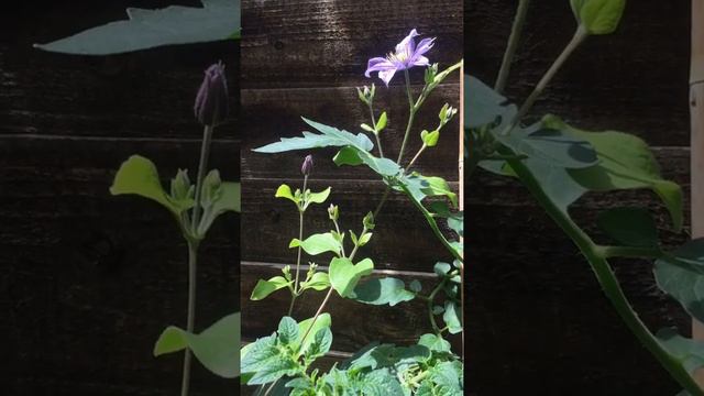 Garden flowers#cosmos#clematis#petunias💐