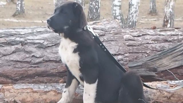 АЗИАТЫ из БАШКИРИИ... смотреть онлайн