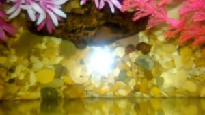 МАЛЬКИ ПОДРОСЛИ !!  СОМ АНЦИТРУС ОТЛОЖИЛ ИКРУ !!!