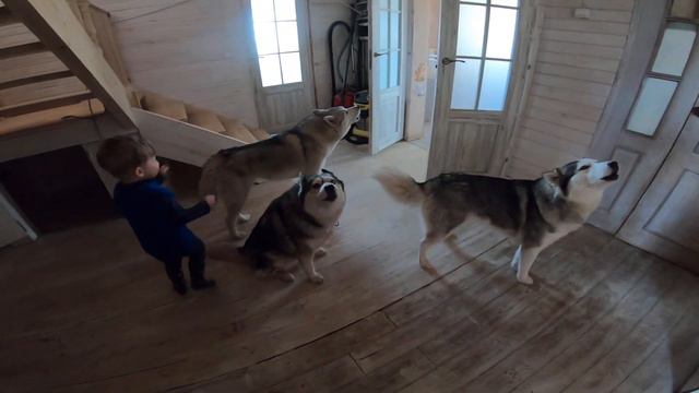 НИЧЁСИ, Артур успокоил 4 ОРУЩИХ Хаски. смотреть онлайн