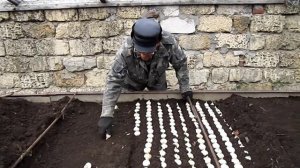 КАК ПОСАДИТЬ ТЮЛЬПАНЫ В ТЕПЛИЦУ  НА ВЫГОНКУ К 8- му МАРТА.