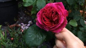 Othello Rose by David Austin - my first bloom! Exciting! Smells AMAZING | English Rose | Rose Garde