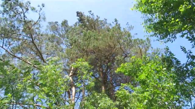 5) СТАРАЯ ЗАБРОШЕНАЯ ДАЧА ВОСХОД п ПРОГРЕСС АМУРСКОЙ обл (5) смотреть онлайн