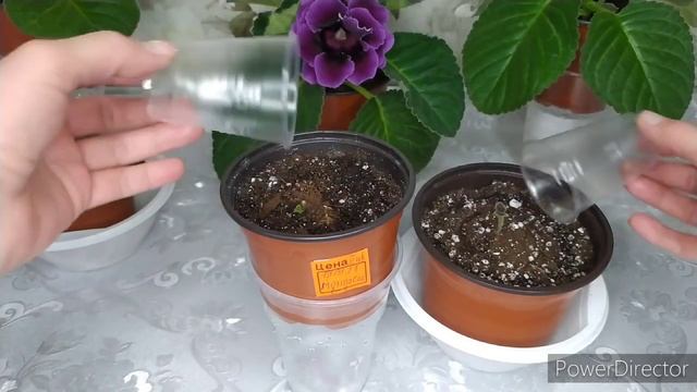 ПРОМЕЖУТОК ВРЕМЕНИ ,ОТ ПОСАДКИ КЛУБНЯ ГЛОКСИНИИ ДО ЦВЕТЕНИЯ. смотреть онлайн