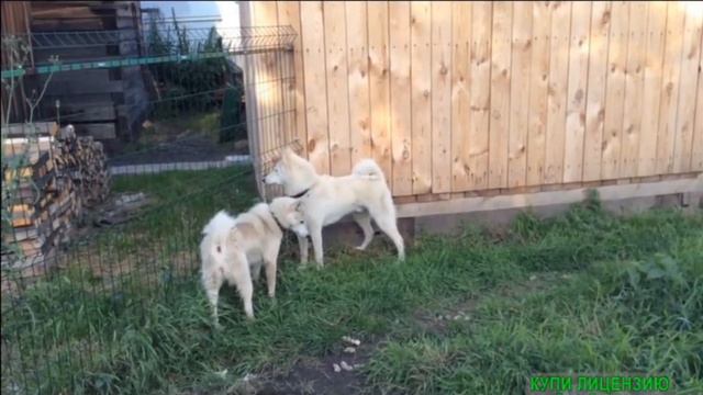 laikazsl.blogspot.com Лаечники Урала Шмелев Евгений смотреть онлайн