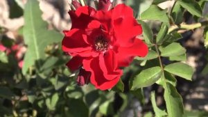 Портос - плетистая роза,  Питомник роз Полины Козловой rozarium.biz