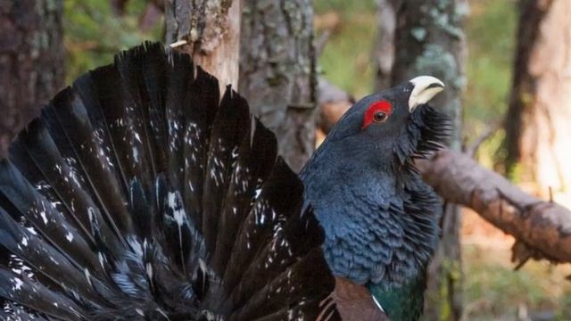 Глухарь на току смотреть онлайн