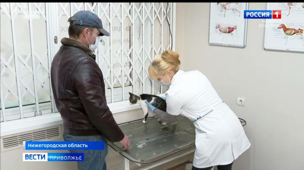 Стерилизация домашних животных со скидкой для нижегородцев
