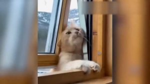 ПРИКОЛЫ С КОТАМИ! СМЕШНЫЕ КОТЫ с озвучкой! Самые СМЕШНЫЕ ЖИВОТНЫЕ!