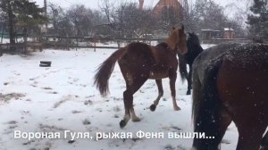 Зима. Деревенская конюшня. Лошади