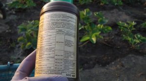 ЭТОГО ЗАПАХА БЕЛОКРЫЛКА БОИТСЯ КАК ОГНЯ , КАК  ПОБЕДИТЬ БЕЛОКРЫЛКУ И ДРУГИХ ВРЕДИТЕЛЕЙ