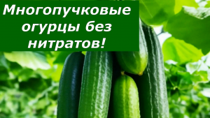 Многопучковые огурцы без нитратов! Как получить большой урожай суперпучковых огурцов?