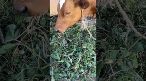 Помесь чистопородной айширской коровы и чистопородного джерсийского быка. Наша Кнопа!