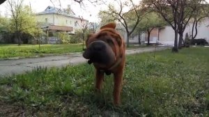 ШАРПЕЙ mon HERMES SHAR PEI  MON HERMES  шар пей