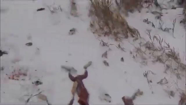 Разделка зайца по-канадски