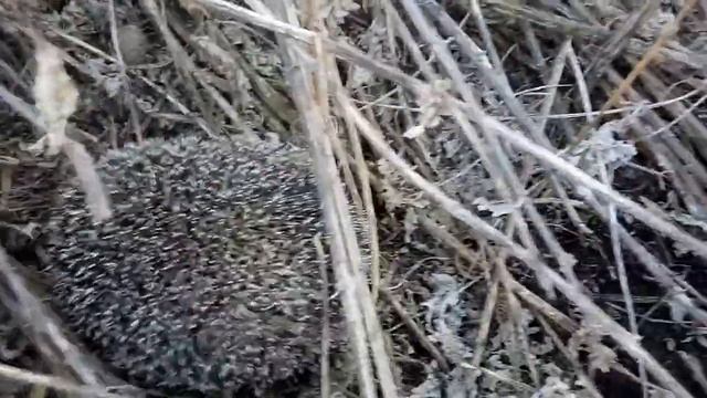 Ёжики проснулись смотреть онлайн