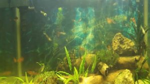 Аквариумистика сквозь время | Советы по содержанию аквариума в 1958 году | Советская аквариумистика