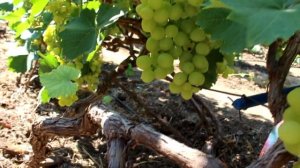 Топ 30 сортов винограда на 18.07.2019г.  Виноградник Ткаченко Д. Н.