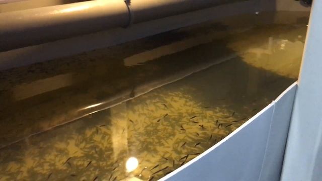 Инкубация икры форели. Пересадка в личиночник смотреть онлайн