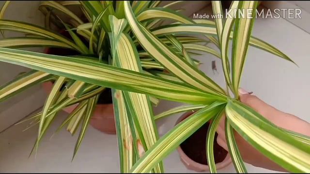 how to separate pandanus plants from main plant ? смотреть онлайн