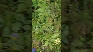 Сбор грибов в Истринском районе